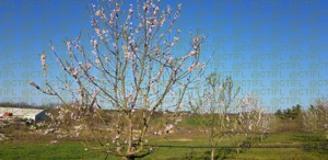 Verger d'amandiers en fleurs - Cancon (47)